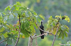 Blue-throated Piping-Guan